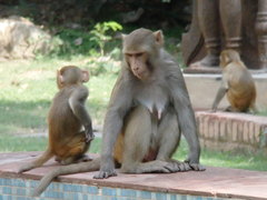 Macaca mulatta