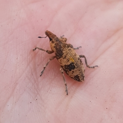 Bothynoderes affinis