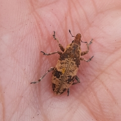 Bothynoderes affinis