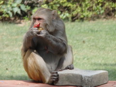 Macaca mulatta