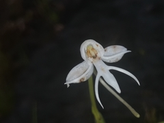 Habenaria rariflora