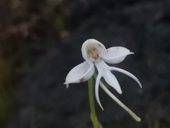 Habenaria rariflora