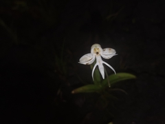Habenaria rariflora