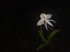 Habenaria rariflora