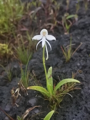 Habenaria rariflora