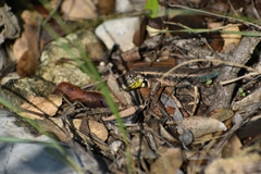 Sceloporus parvus