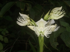 Pecteilis gigantea