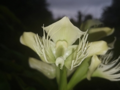 Pecteilis gigantea