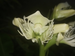 Pecteilis gigantea