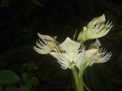 Pecteilis gigantea