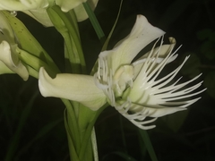 Pecteilis gigantea