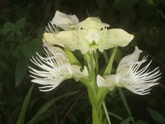 Pecteilis gigantea