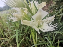Pecteilis gigantea