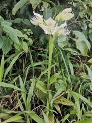 Pecteilis gigantea