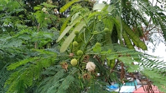 Leucaena leucocephala