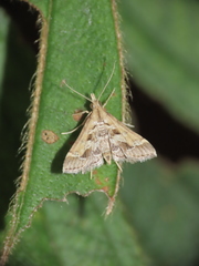 Diasemia