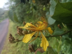 Erinocarpus nimmonii