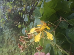 Erinocarpus nimmonii