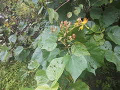 Erinocarpus nimmonii