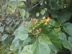 Erinocarpus nimmonii