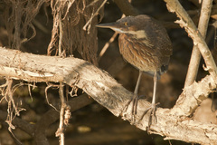 Ixobrychus flavicollis