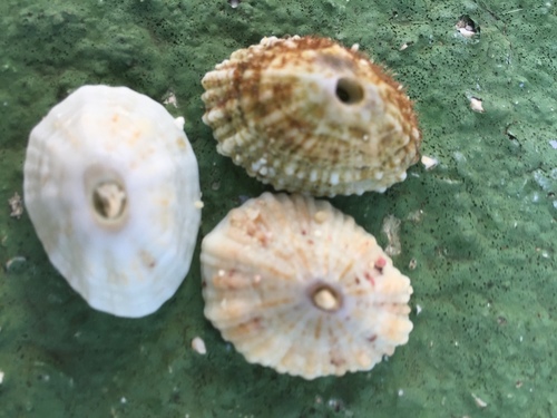 Fissurella barbadensis