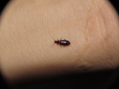 Dromiusina