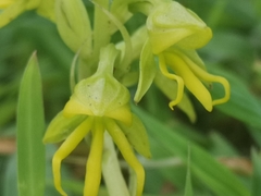 Habenaria marginata