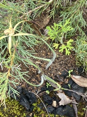 Caladenia caesarea caesarea