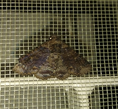 Pericyma cruegeri