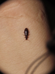 Dromiusina