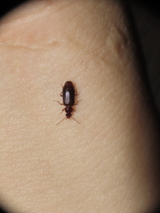 Dromiusina