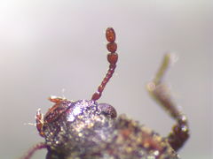 Lichenophanes truncaticollis
