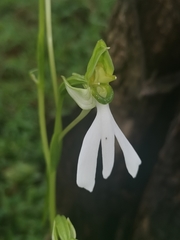 Habenaria longicorniculata