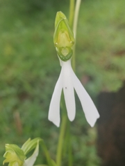Habenaria longicorniculata