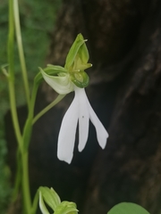 Habenaria longicorniculata