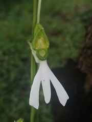 Habenaria longicorniculata