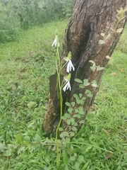 Habenaria longicorniculata