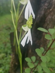 Habenaria longicorniculata