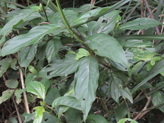 Ixoroideae