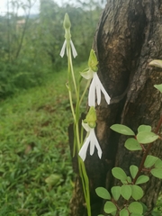 Habenaria longicorniculata