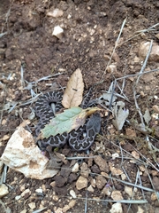 Vipera aspis hugyi