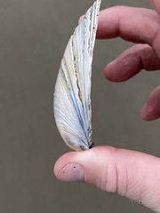 Mactromeris catilliformis