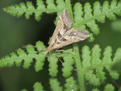 Diasemia