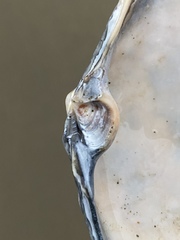 Mactromeris catilliformis
