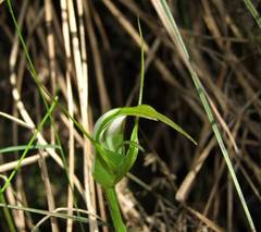 Pterostylis falcata