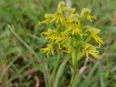 Habenaria marginata