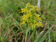 Habenaria marginata