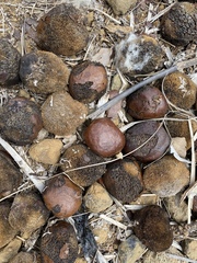 Hyphaene thebaica