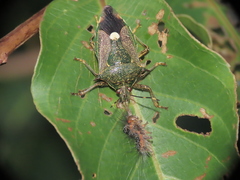 Eocanthecona formosa